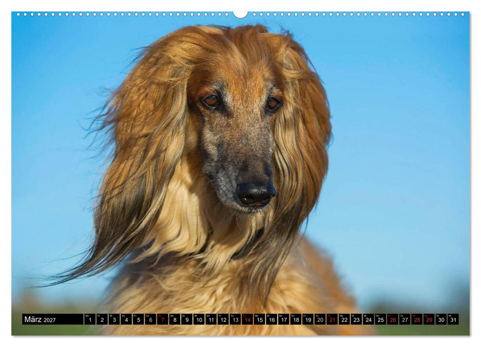 Kinder des Windes - Afghanischer Windhund (CALVENDO Wandkalender 2027)
