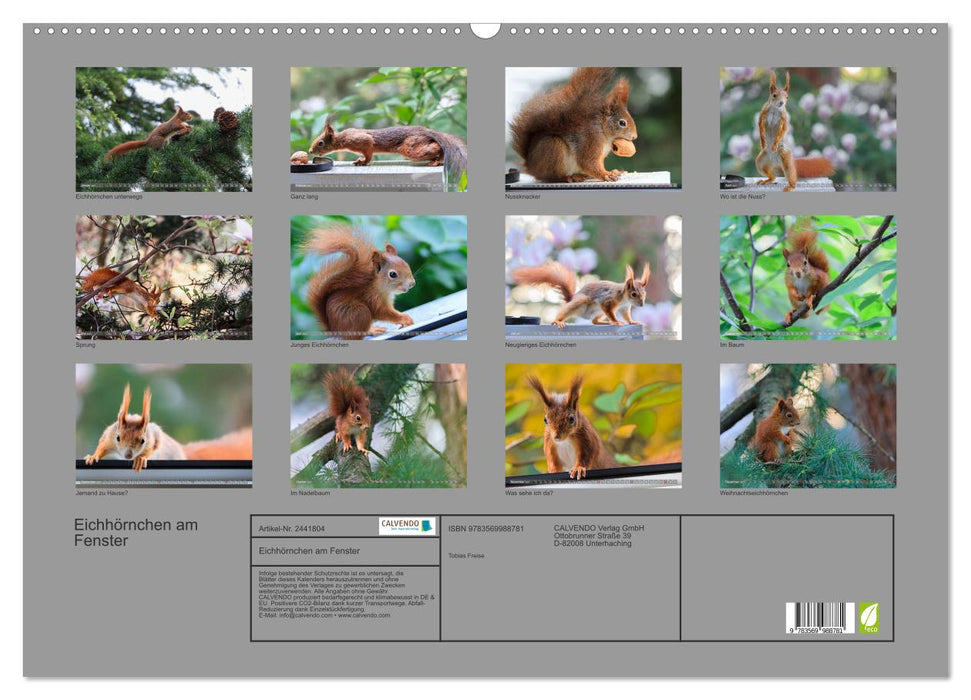 Eichhörnchen am Fenster (CALVENDO Wandkalender 2027)