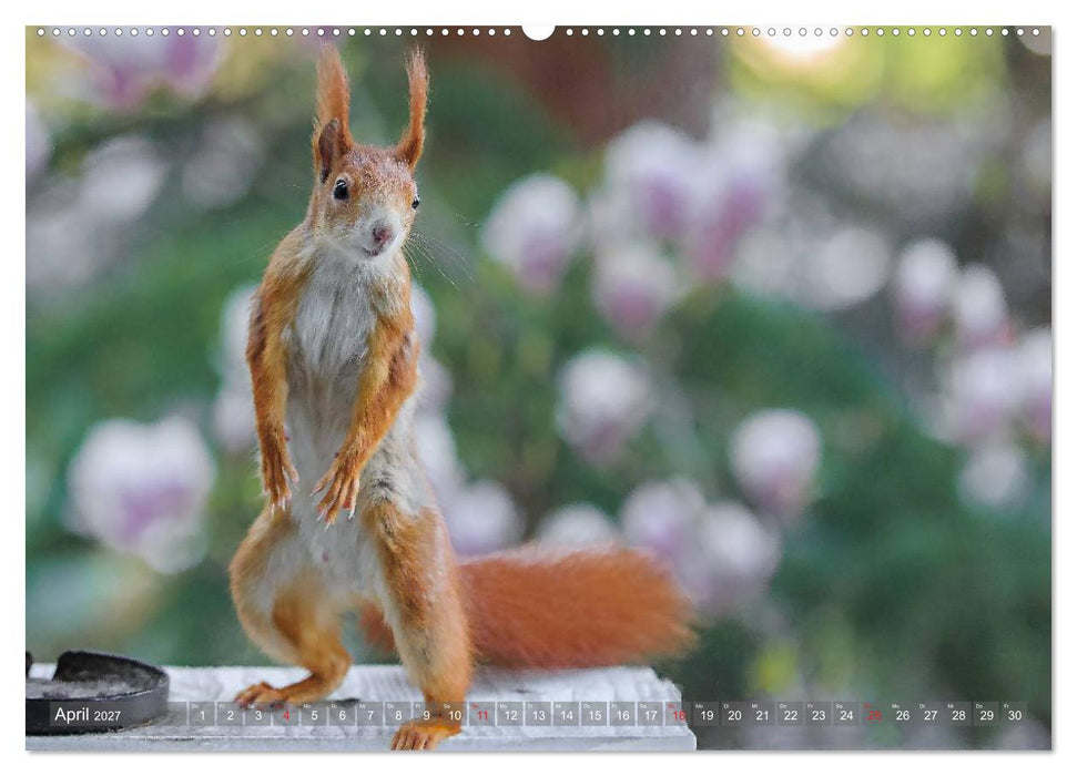 Eichhörnchen am Fenster (CALVENDO Wandkalender 2027)