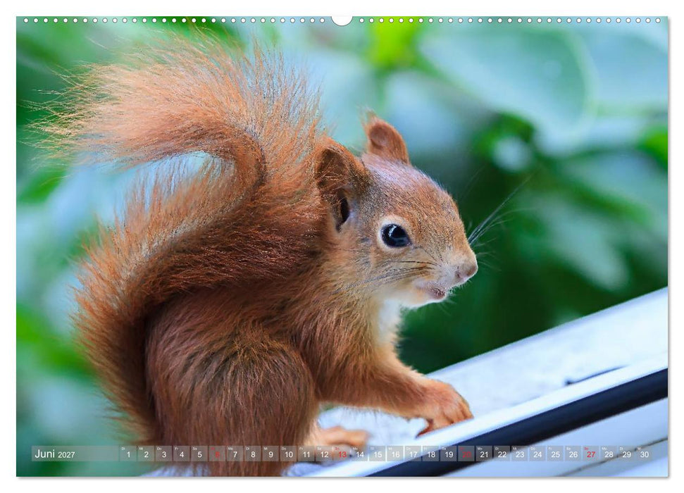 Eichhörnchen am Fenster (CALVENDO Wandkalender 2027)