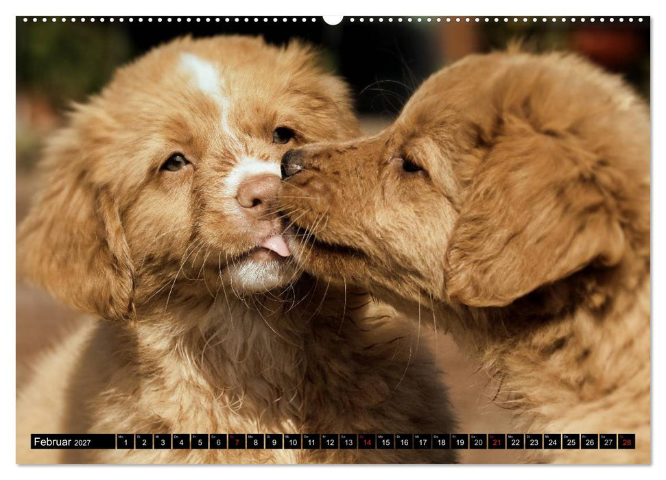 Nova Scotia Duck Tolling Retriever (CALVENDO Wandkalender 2027)