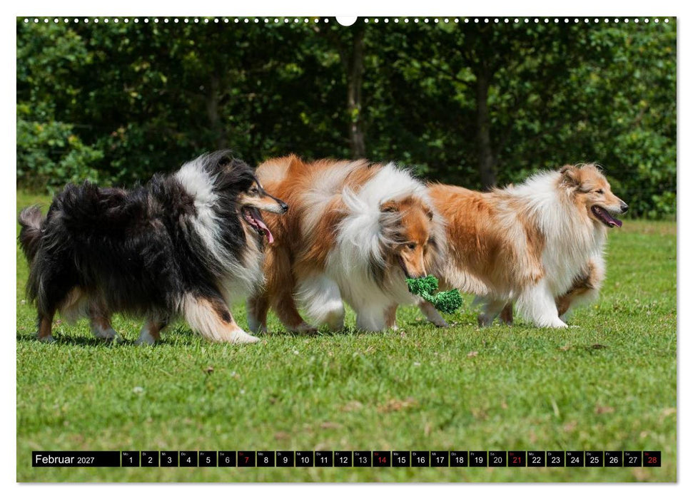 Collie - Mein bester Freund (CALVENDO Wandkalender 2027)