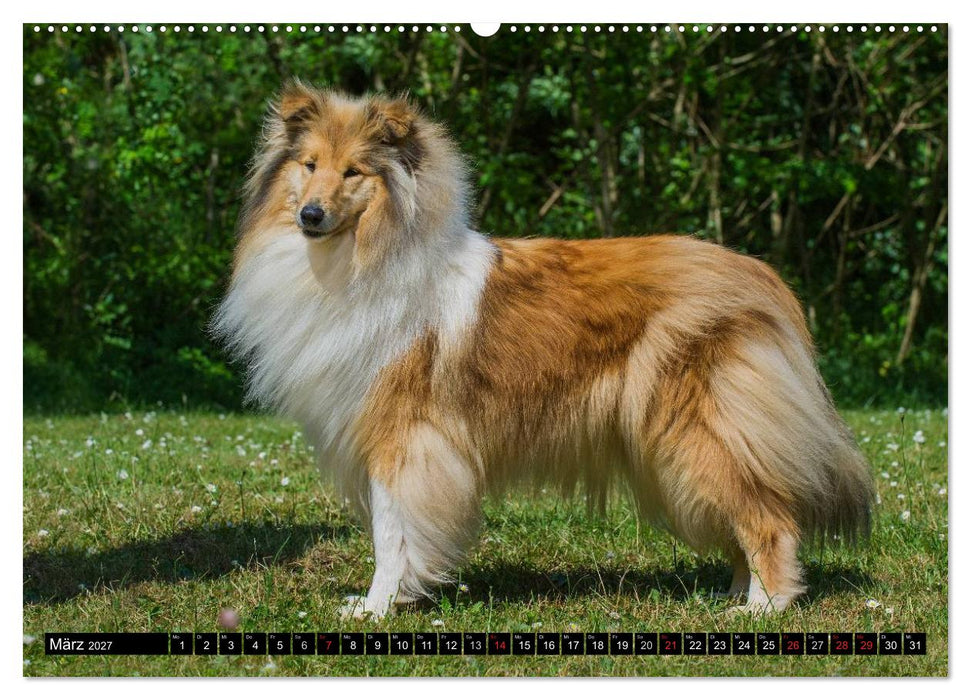 Collie - Mein bester Freund (CALVENDO Wandkalender 2027)
