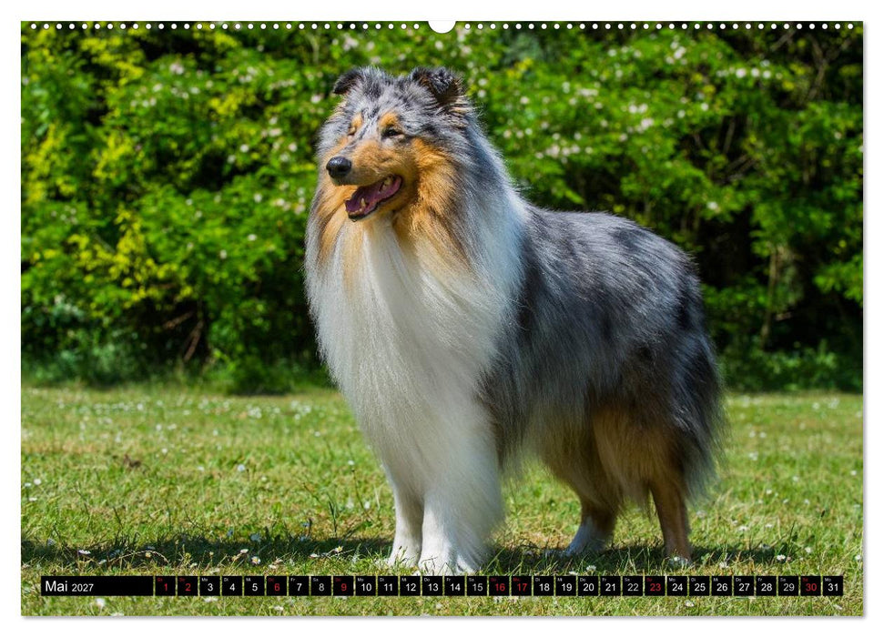 Collie - Mein bester Freund (CALVENDO Wandkalender 2027)