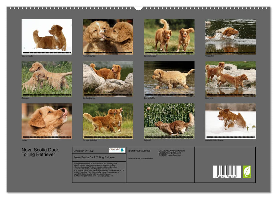 Nova Scotia Duck Tolling Retriever (CALVENDO Premium Wandkalender 2027)