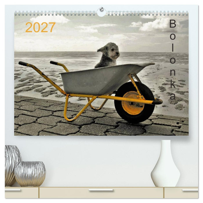 Bolonka 2027 (CALVENDO Premium Wandkalender 2027)