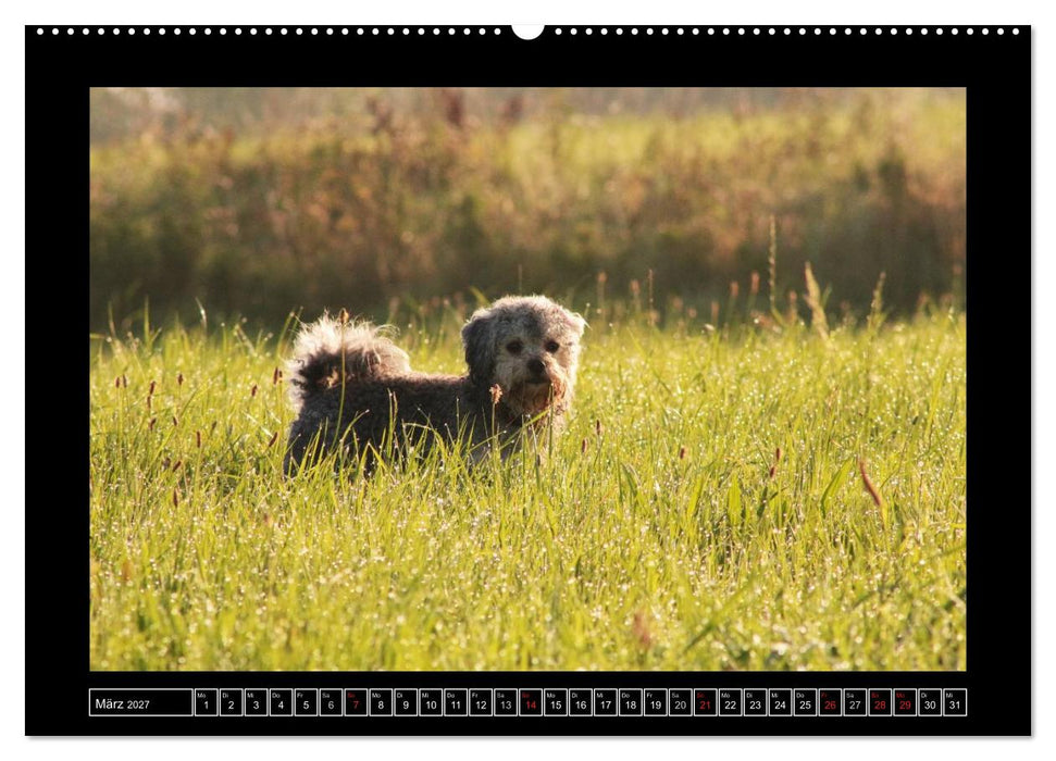 Bolonka 2027 (CALVENDO Premium Wandkalender 2027)