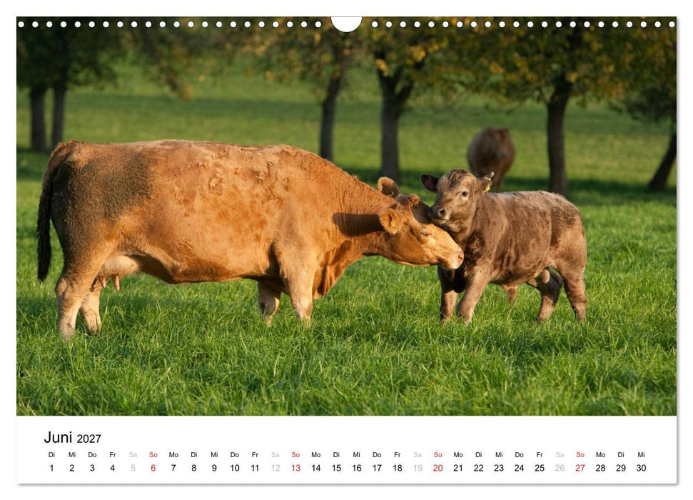 Bunte Welt des Bauernhofs (CALVENDO Wandkalender 2027)