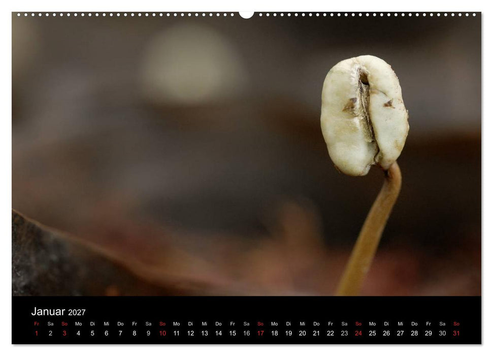 Zu Besuch beim Kaffee (CALVENDO Premium Wandkalender 2027)