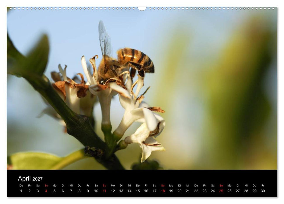 Zu Besuch beim Kaffee (CALVENDO Premium Wandkalender 2027)