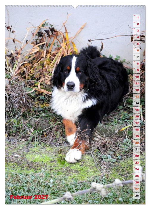 BÄR - Der Berner Sennenhund (CALVENDO Premium Wandkalender 2027)