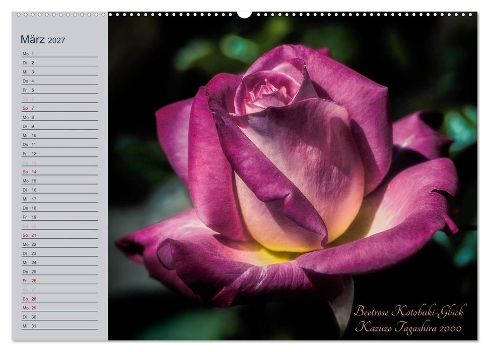 Kurfürstliche Rosen Eltville am Rhein (CALVENDO Premium Wandkalender 2027)