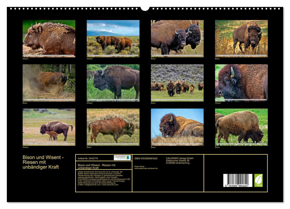 Bison und Wisent - Riesen mit unbändiger Kraft (CALVENDO Premium Wandkalender 2027)