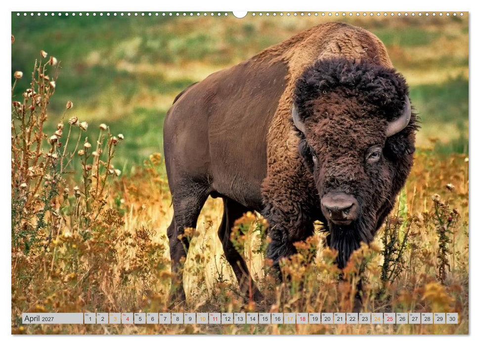 Bison und Wisent - Riesen mit unbändiger Kraft (CALVENDO Premium Wandkalender 2027)