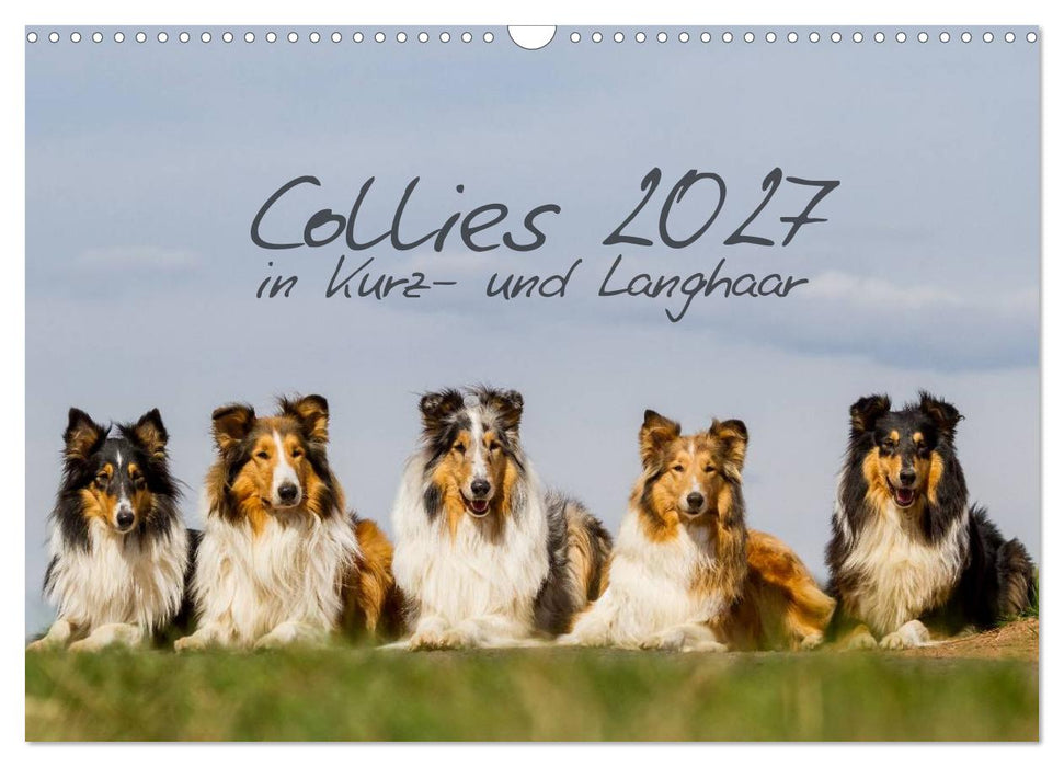 Collies 2027 in Kurz- und Langhaar (CALVENDO Wandkalender 2027)