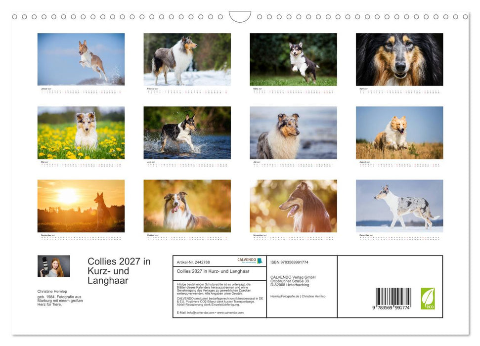 Collies 2027 in Kurz- und Langhaar (CALVENDO Wandkalender 2027)