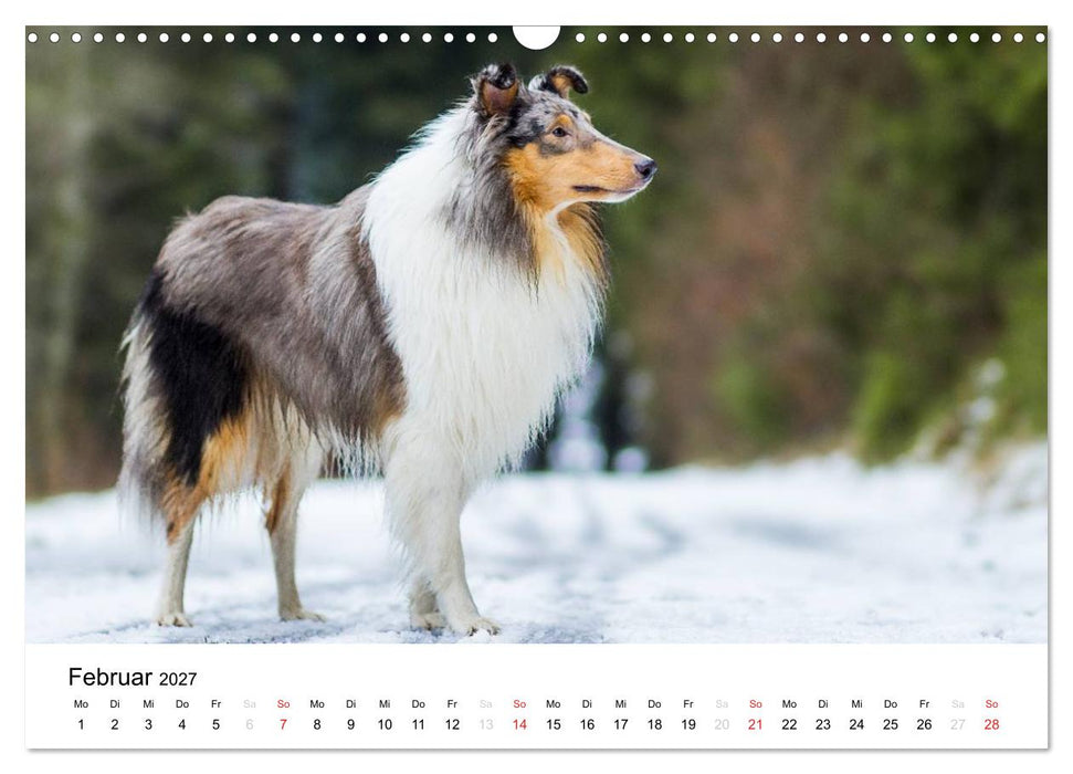 Collies 2027 in Kurz- und Langhaar (CALVENDO Wandkalender 2027)