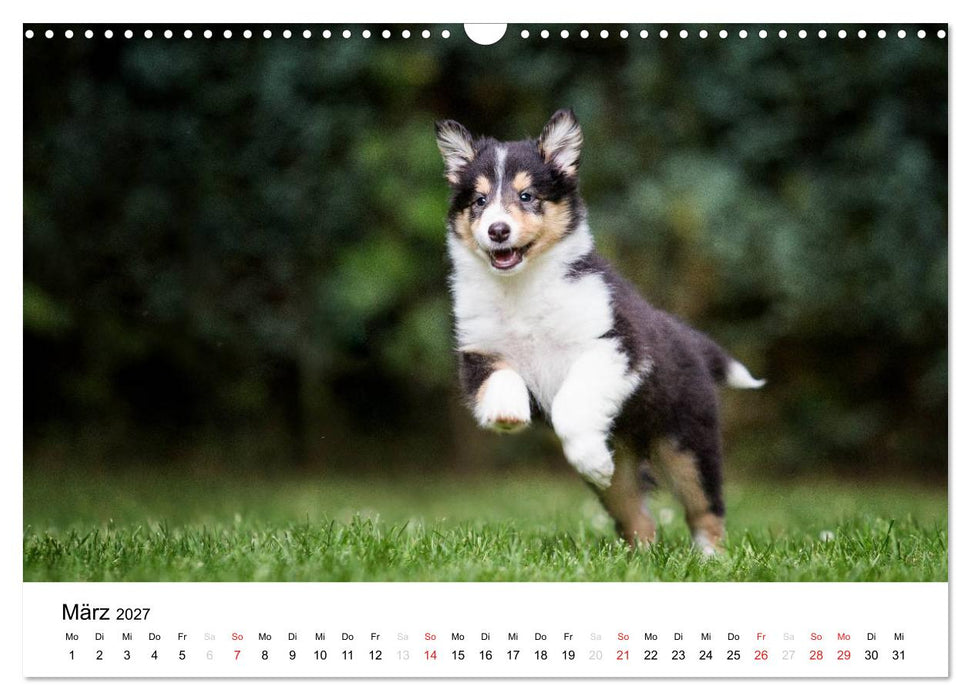 Collies 2027 in Kurz- und Langhaar (CALVENDO Wandkalender 2027)