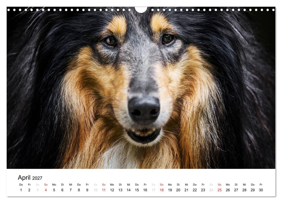 Collies 2027 in Kurz- und Langhaar (CALVENDO Wandkalender 2027)