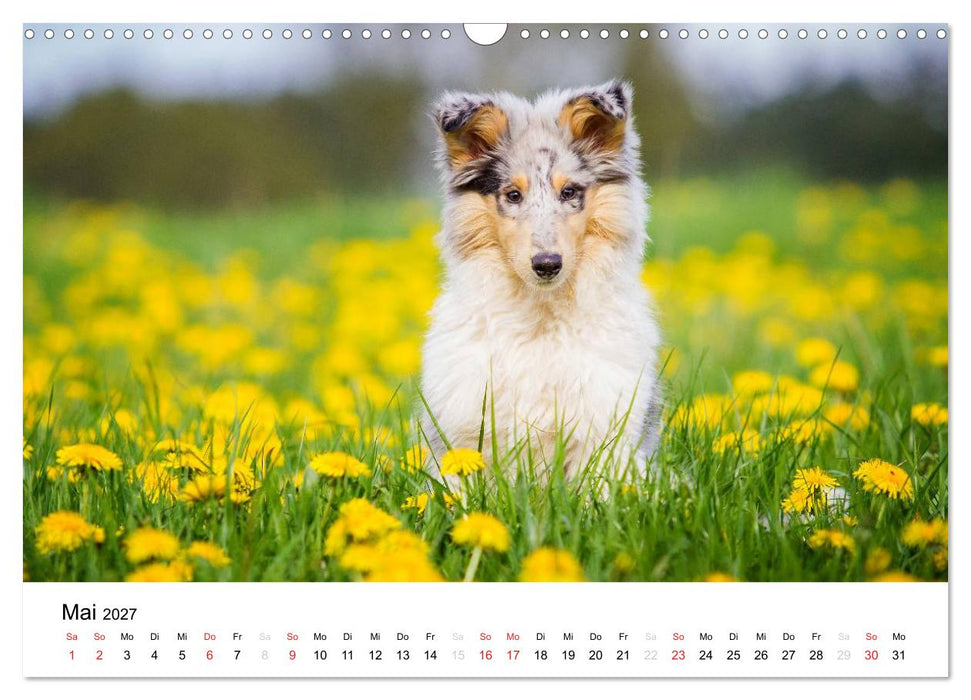 Collies 2027 in Kurz- und Langhaar (CALVENDO Wandkalender 2027)