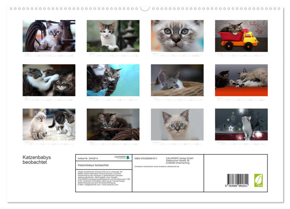 Katzenbabys beobachtet (CALVENDO Premium Wandkalender 2027)