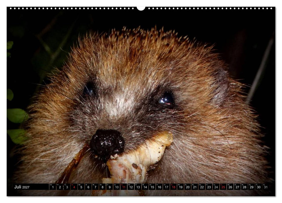 Meine Igel (CALVENDO Premium Wandkalender 2027)