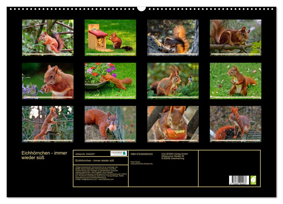 Eichhörnchen - immer wieder süß (CALVENDO Wandkalender 2027)