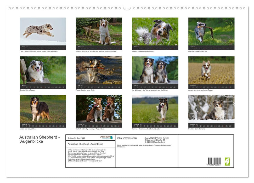Australian Shepherd - Augenblicke (CALVENDO Wandkalender 2027)