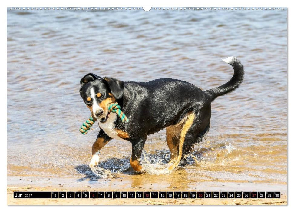 Entlebucher Sennenhund - treue Freunde (CALVENDO Premium Wandkalender 2027)