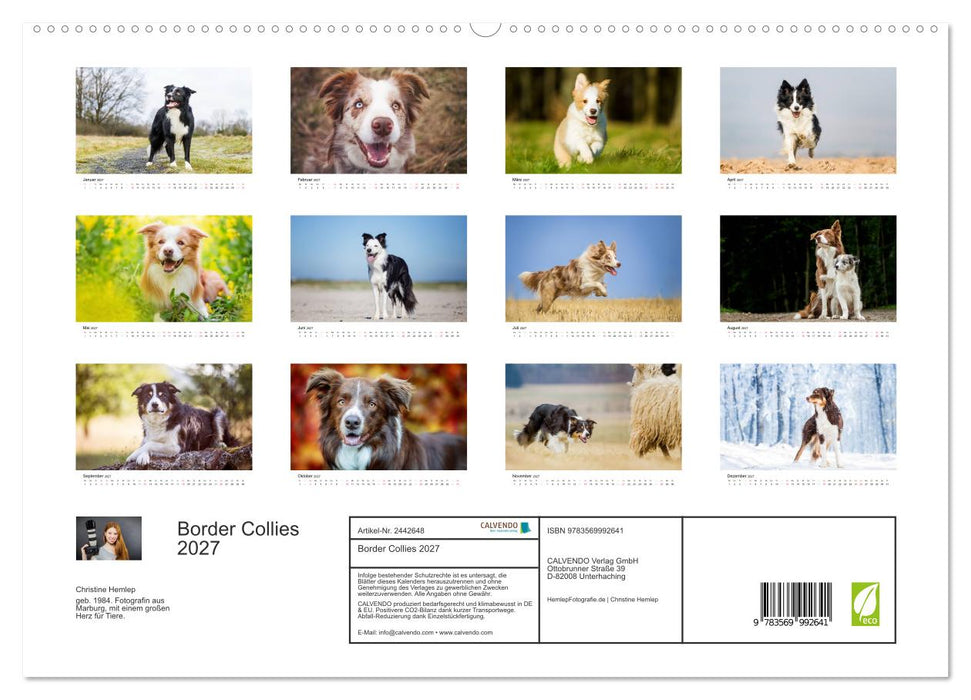 Border Collies 2027 (CALVENDO Premium Wandkalender 2027)