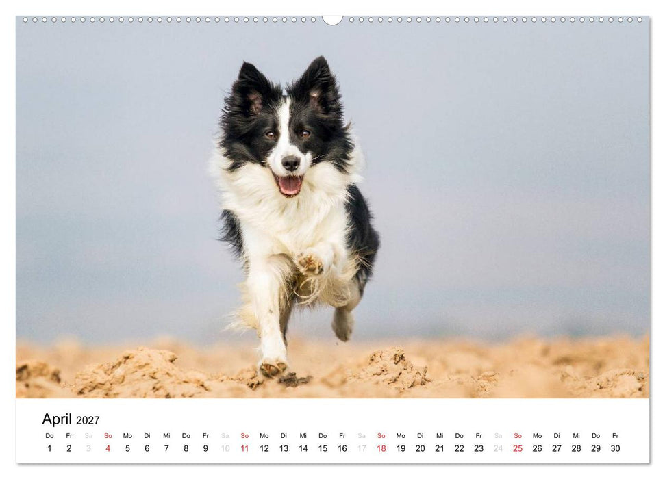 Border Collies 2027 (CALVENDO Premium Wandkalender 2027)