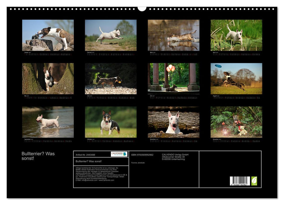 Bullterrier? Was sonst! (CALVENDO Wandkalender 2027)