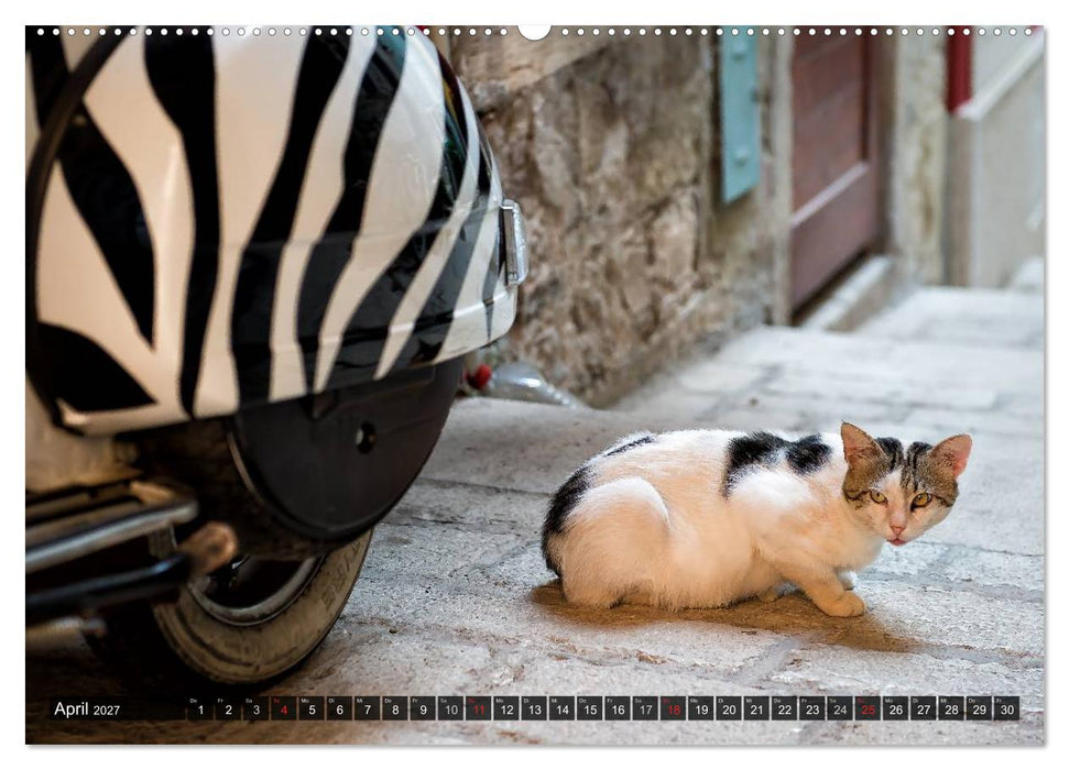Die Katzen von Rovinj (CALVENDO Premium Wandkalender 2027)