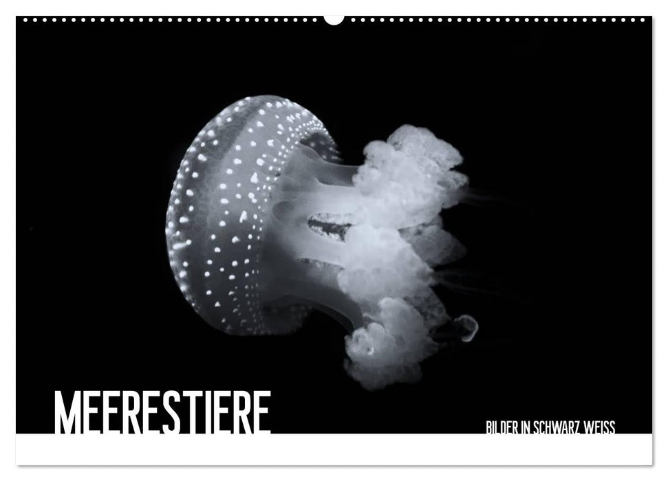 Meerestiere Bilder in Schwarz Weiss (CALVENDO Wandkalender 2027)