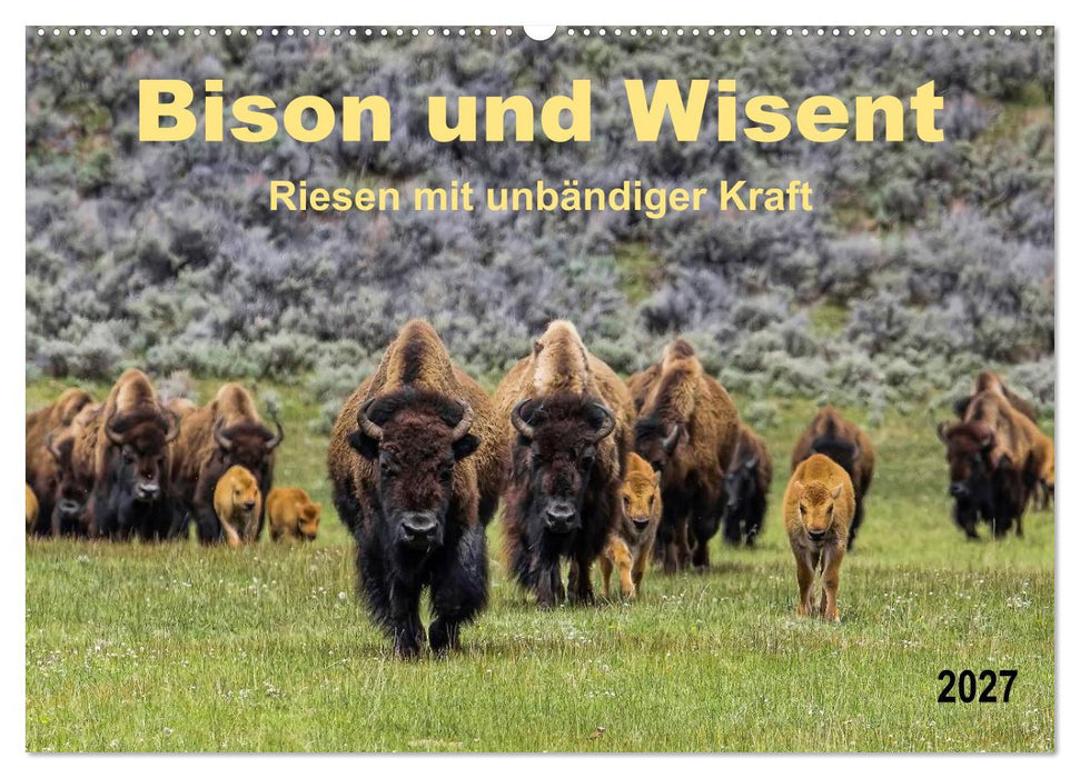 Bison und Wisent - Riesen mit unbändiger Kraft (CALVENDO Wandkalender 2027)