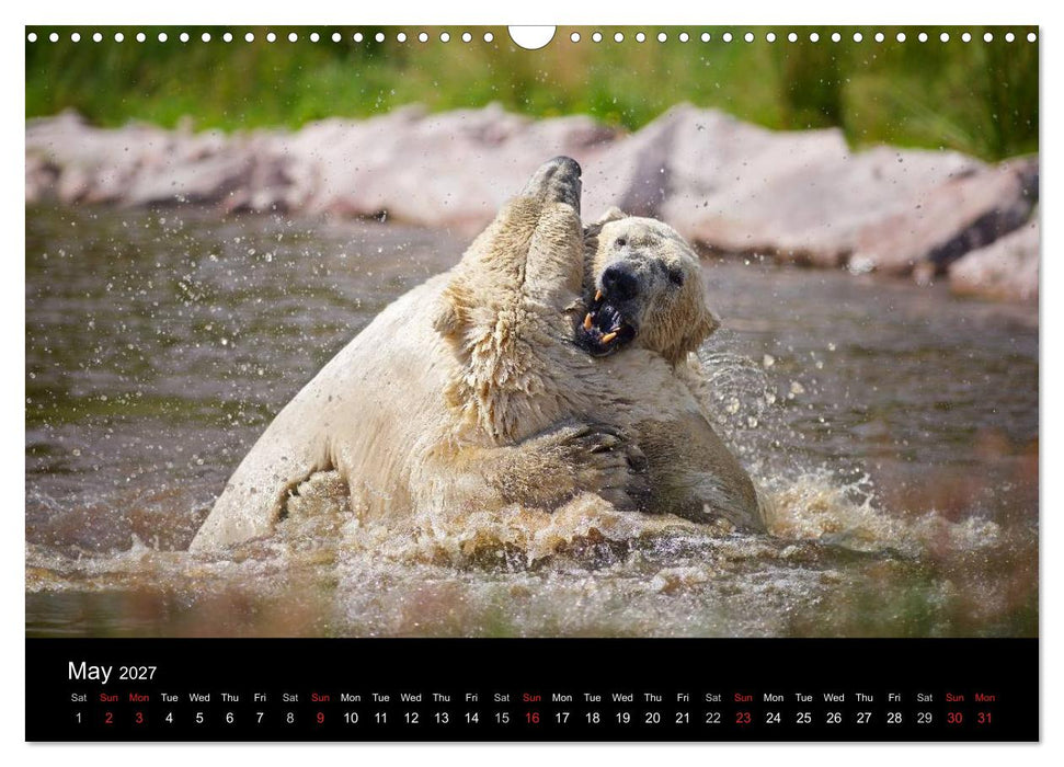 POLAR BEARS - ARCTIC LEGENDS (CALVENDO Monthly Calendar 2027)