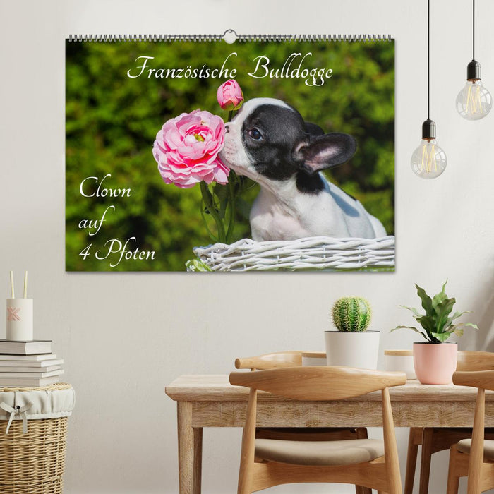 Französische Bulldogge - Clown auf 4 Pfoten (CALVENDO Wandkalender 2027)