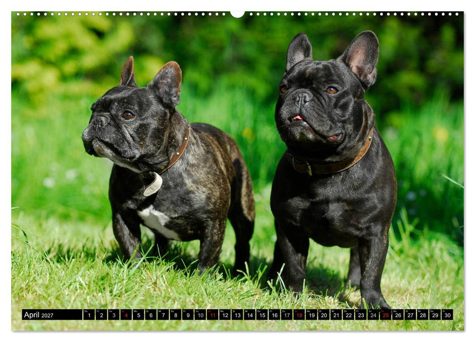 Französische Bulldogge - Clown auf 4 Pfoten (CALVENDO Wandkalender 2027)
