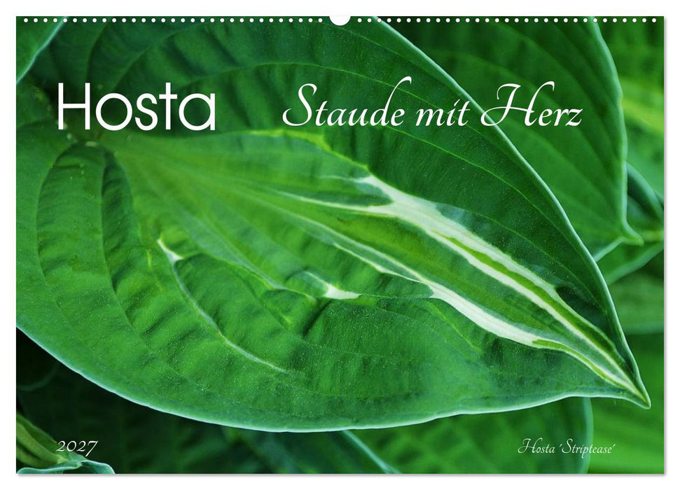Hosta Staude mit Herz (CALVENDO Wandkalender 2027)
