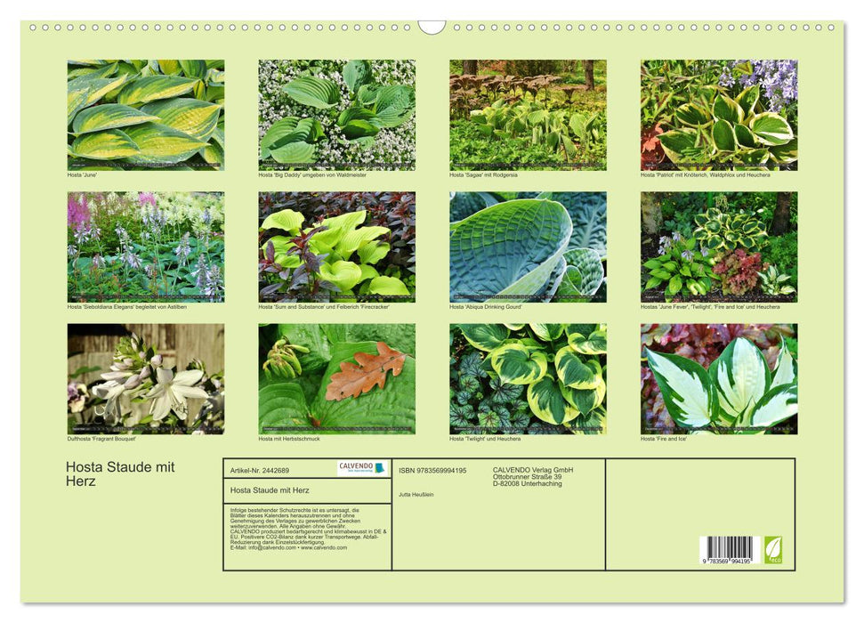 Hosta Staude mit Herz (CALVENDO Wandkalender 2027)
