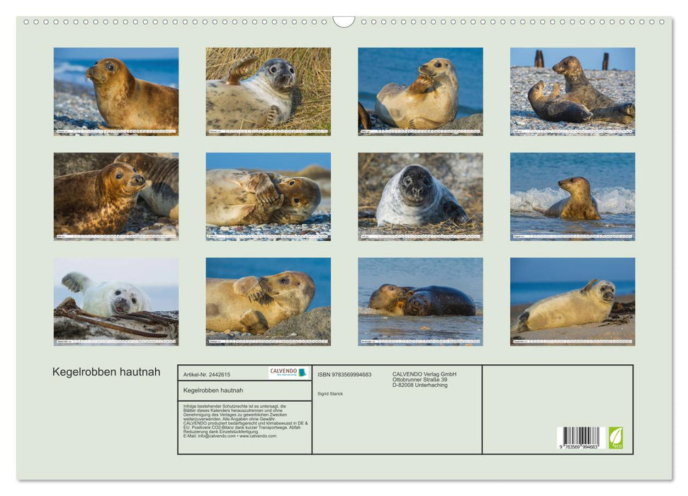 Kegelrobben hautnah (CALVENDO Wandkalender 2027)