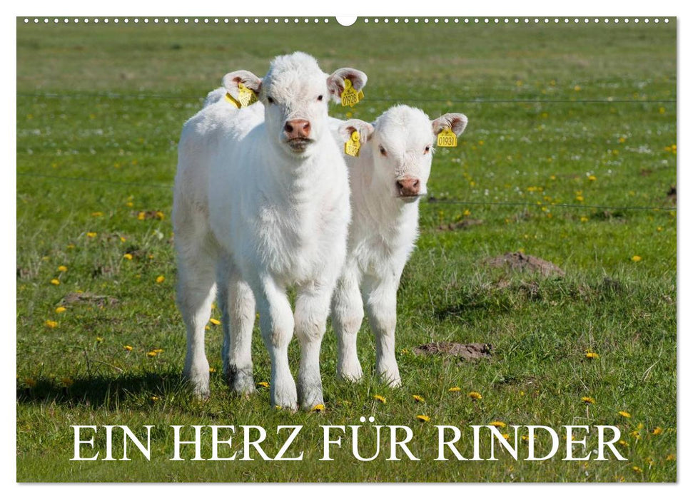 Ein Herz für Rinder (CALVENDO Wandkalender 2027)