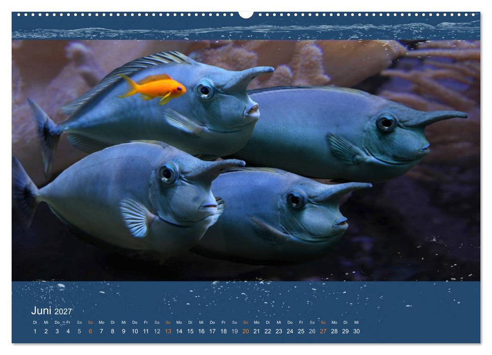 Korallenfische im Lichtschimmer des Meeres (CALVENDO Premium Wandkalender 2027)