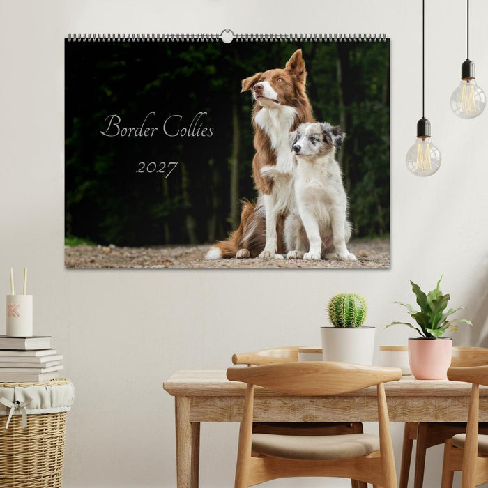 Border Collies 2027 (CALVENDO Wandkalender 2027)