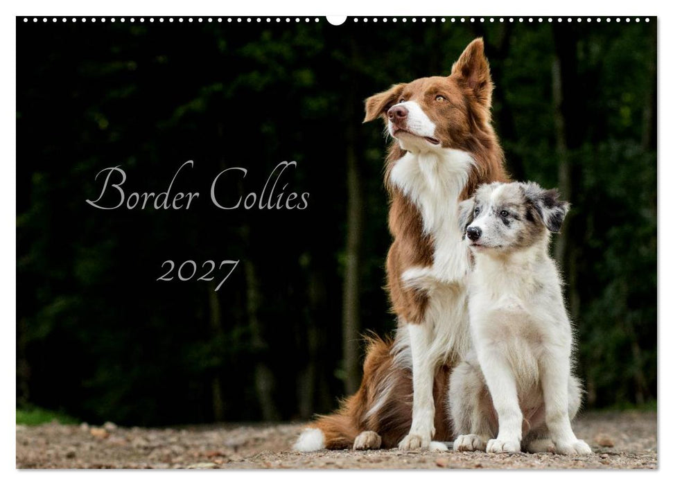 Border Collies 2027 (CALVENDO Wandkalender 2027)