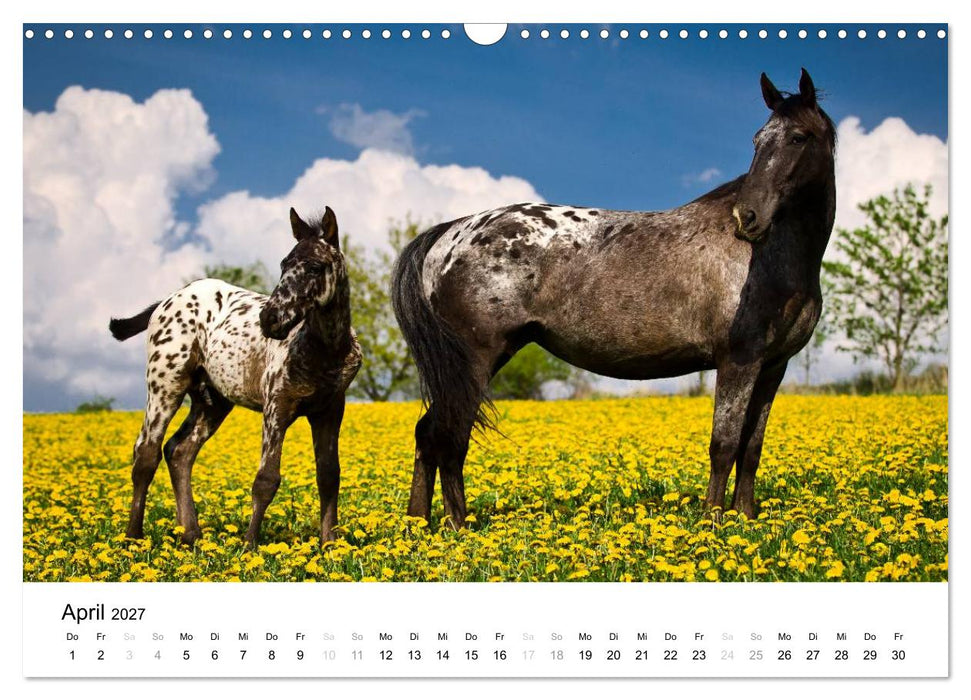 Pferde - Magdalena Strakova (CALVENDO Wandkalender 2027)