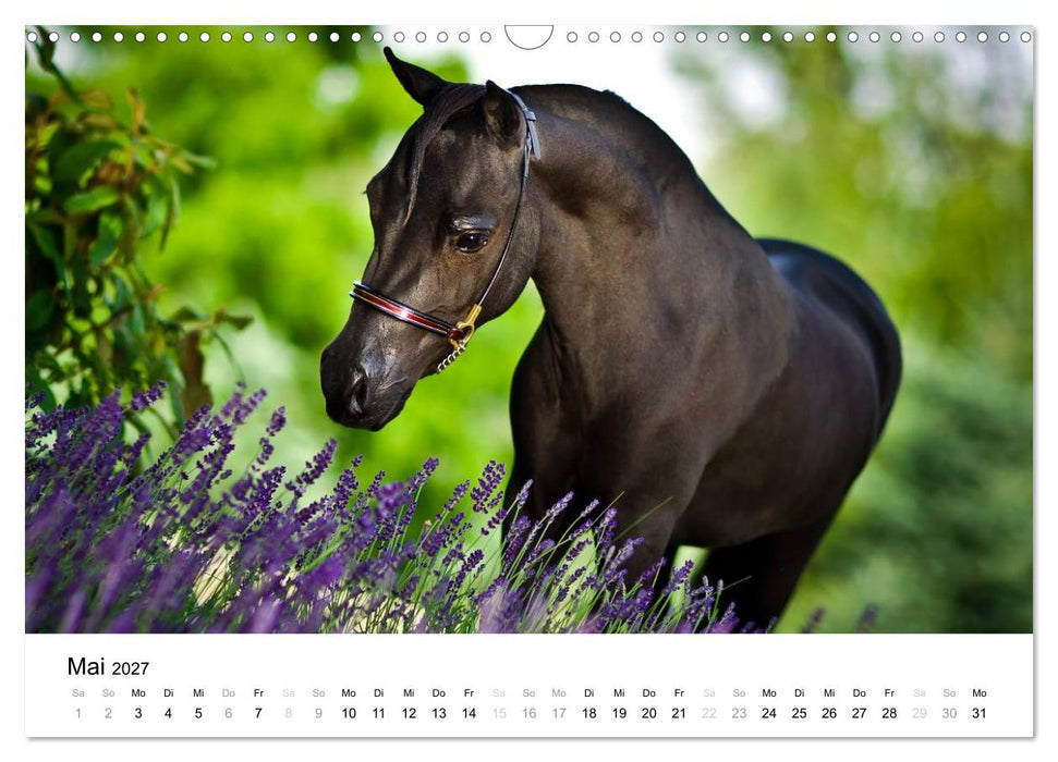 Pferde - Magdalena Strakova (CALVENDO Wandkalender 2027)