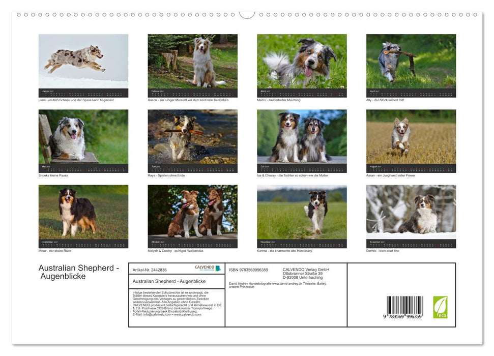 Australian Shepherd - Augenblicke (CALVENDO Premium Wandkalender 2027)