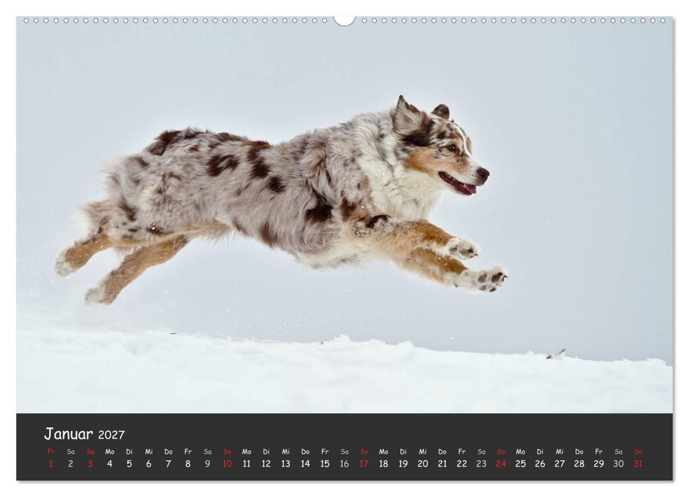 Australian Shepherd - Augenblicke (CALVENDO Premium Wandkalender 2027)