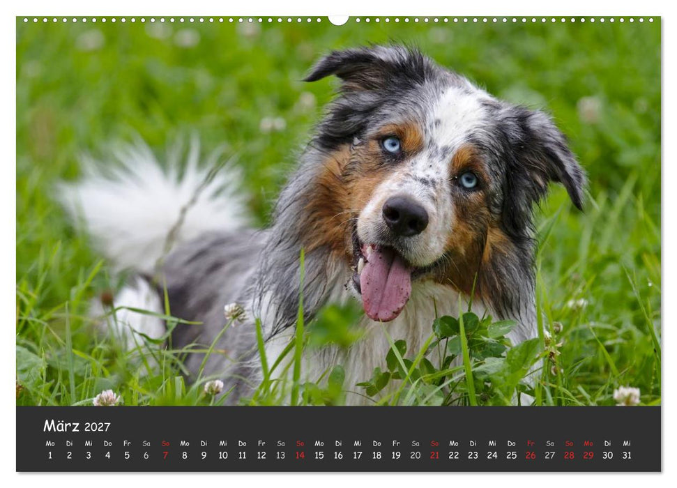 Australian Shepherd - Augenblicke (CALVENDO Premium Wandkalender 2027)